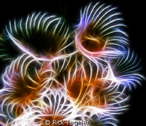 Tube worms by Rick Tegeler 